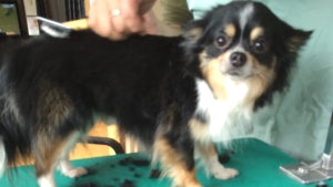 ペットシエルビジネススクール_5