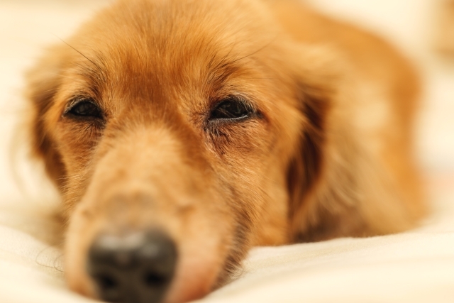 ペットシエルビジネススクール_3