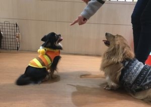 ペットシエルビジネススクール_2