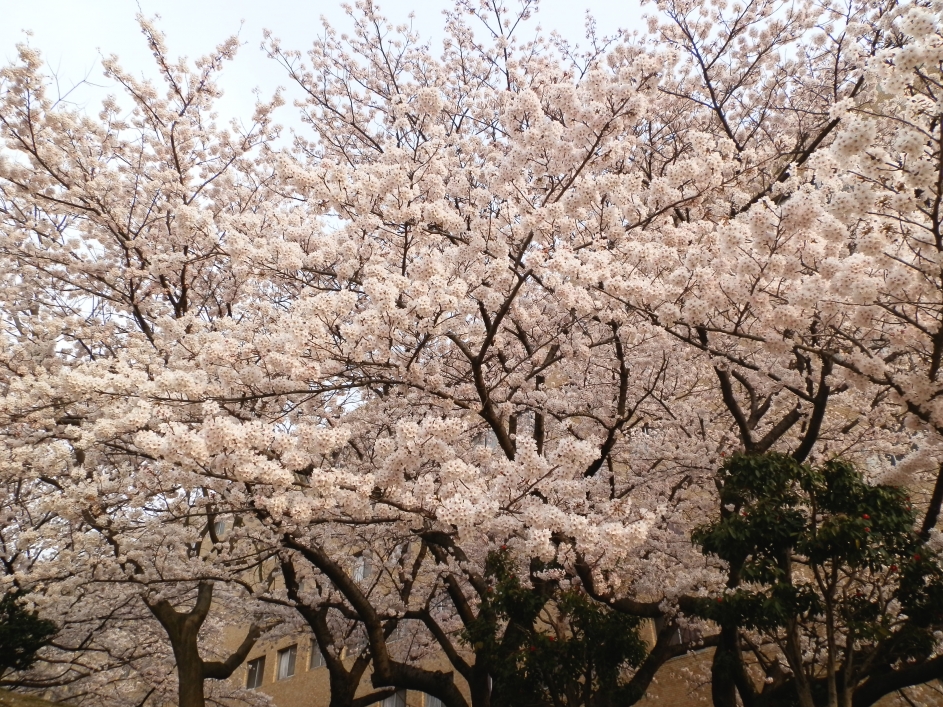 川崎医療短期大学_1