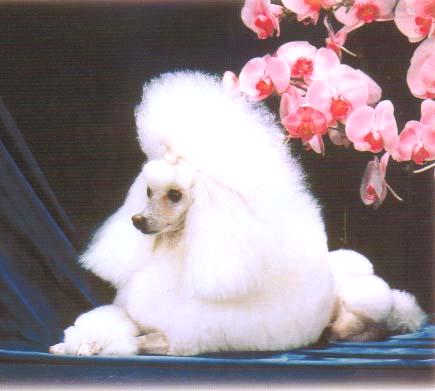 サクセスグルーミング学院