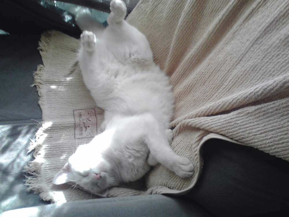 太極詠春グローバルカンフー協会