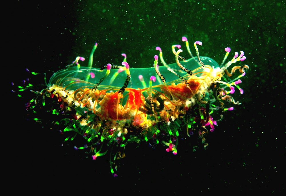 四万十ダイブ_4