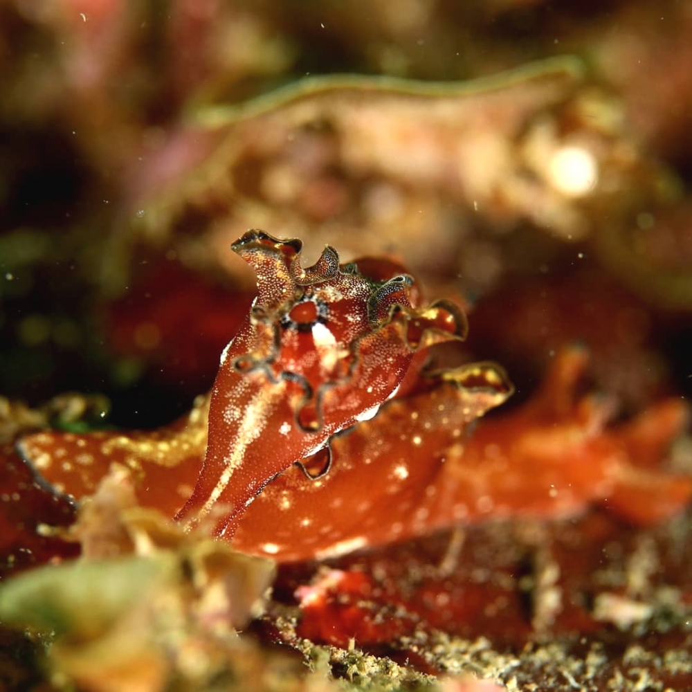 四万十ダイブ_3