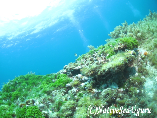 ネイティブシーうぐる_4