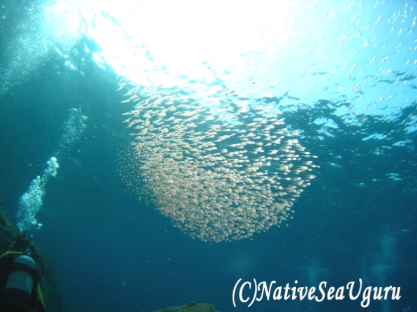 ネイティブシーうぐる_3