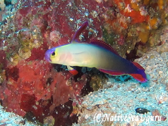 ネイティブシーうぐる