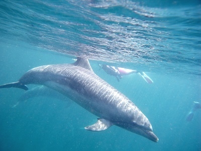 ＷＩＴＨダイビングショップ北九州店_2