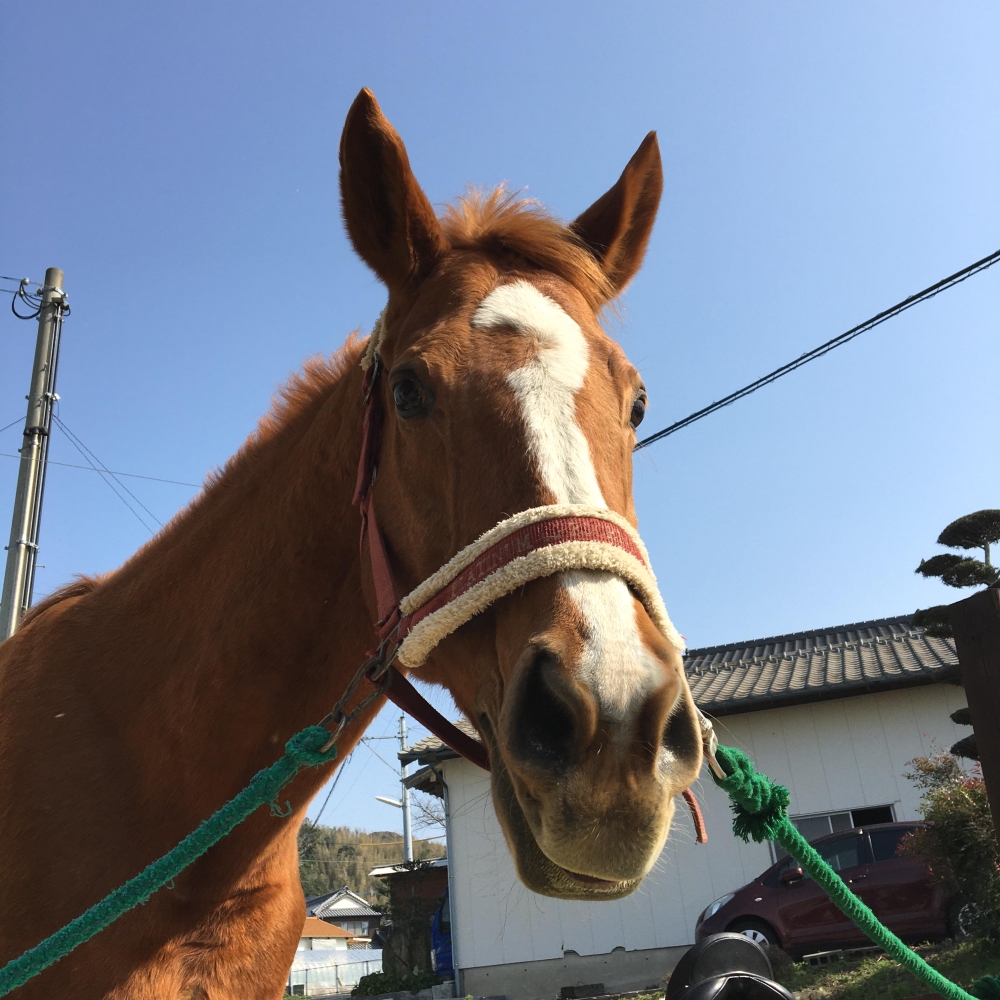 あんらいえんホース_23