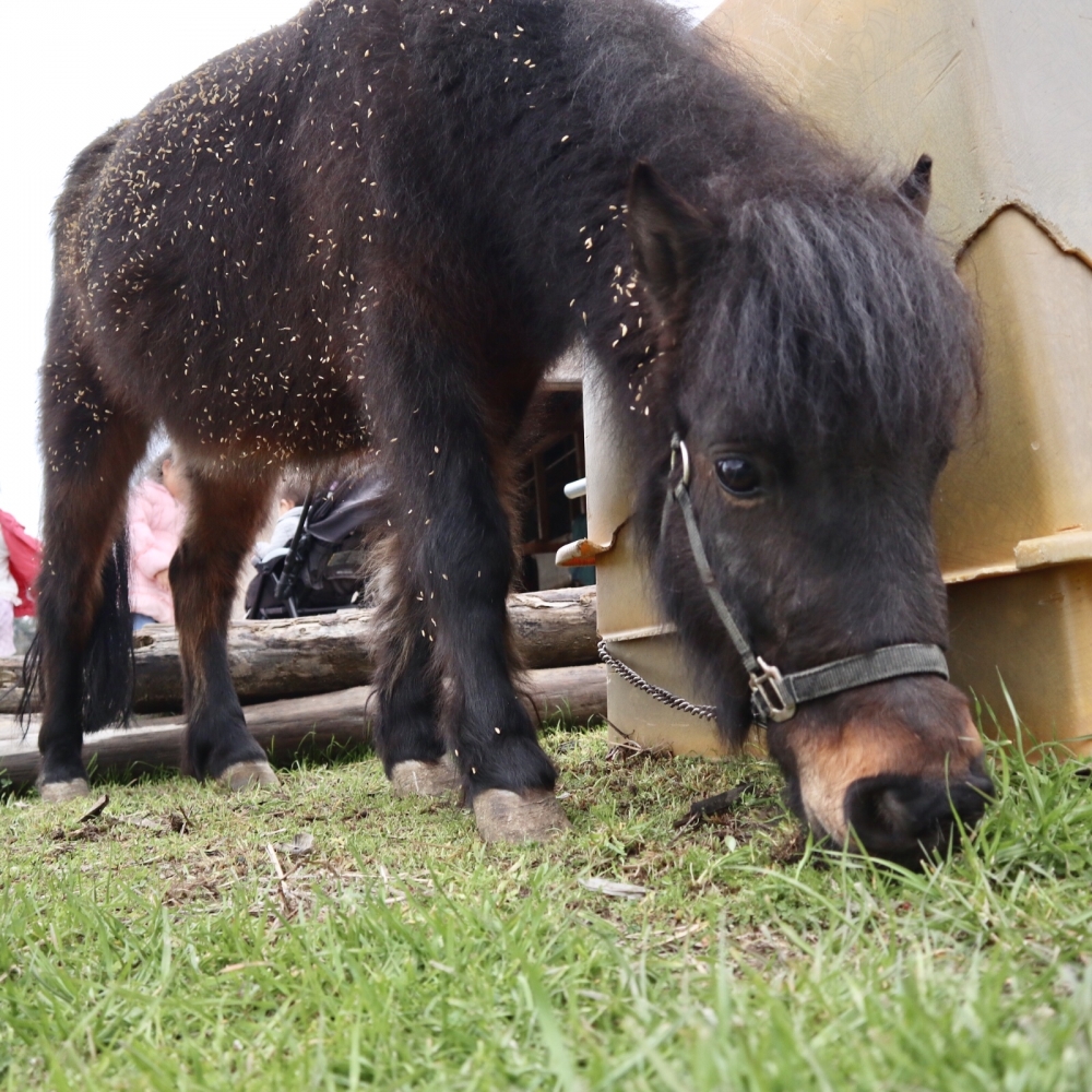 あんらいえんホース_22
