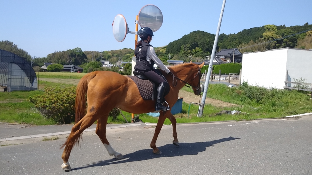 あんらいえんホース_20