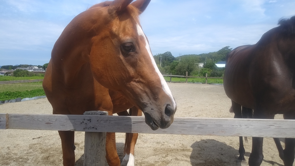 あんらいえんホース_18