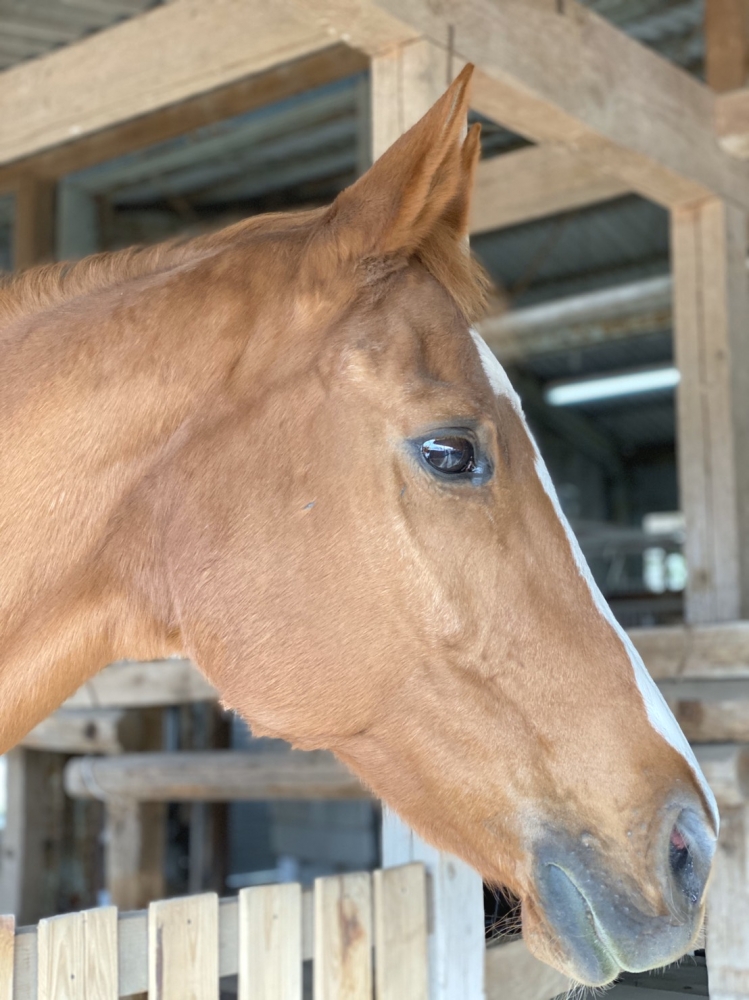 あんらいえんホース_3