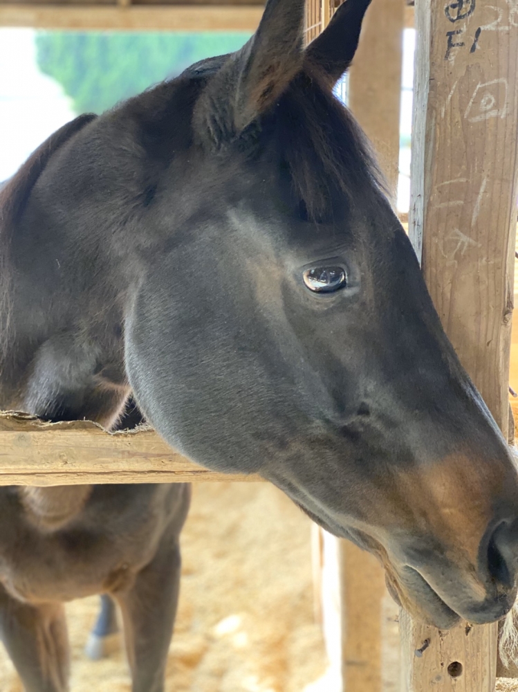 あんらいえんホース_4