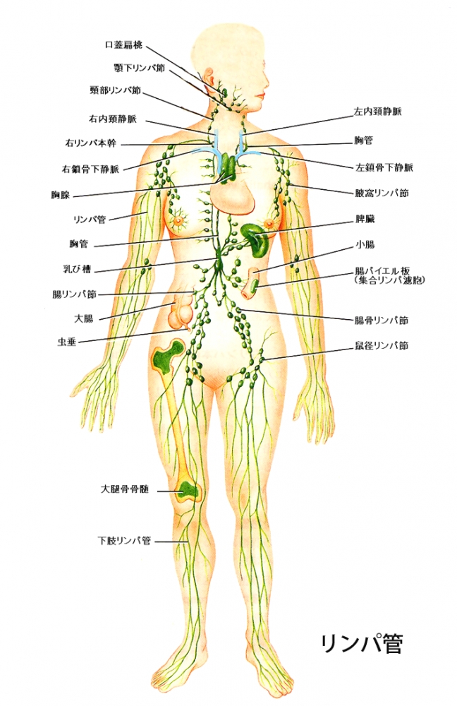 リンパヘルスケア協会 佐賀校_7