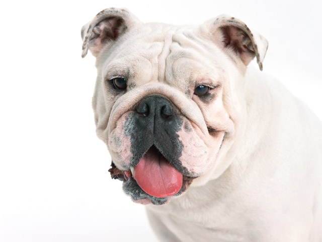 グローバル・グルーミングスクール_4