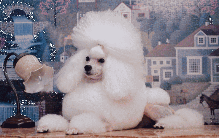 グローバル・グルーミングスクール_2