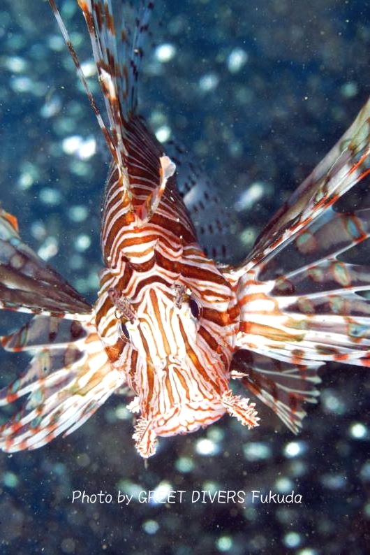 グリートダイバーズ_13