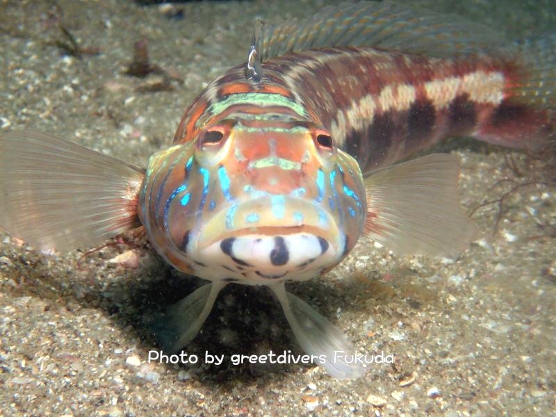 グリートダイバーズ_10