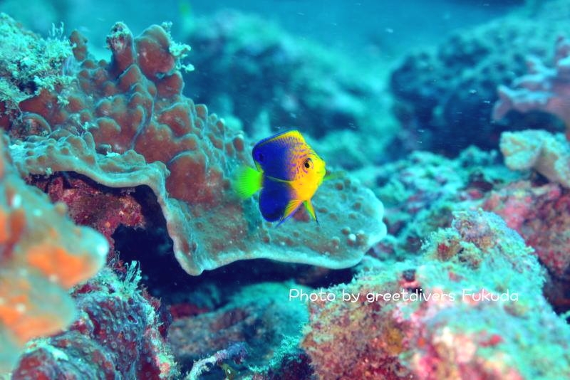 グリートダイバーズ_8