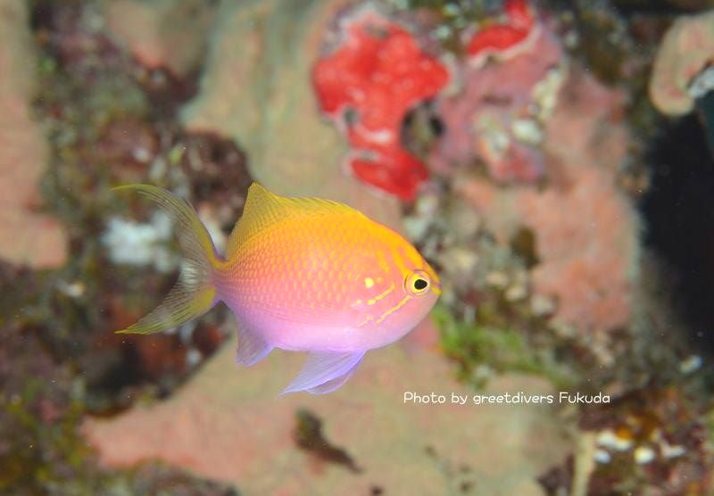 グリートダイバーズ_7