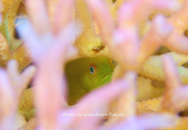 グリートダイバーズ_6