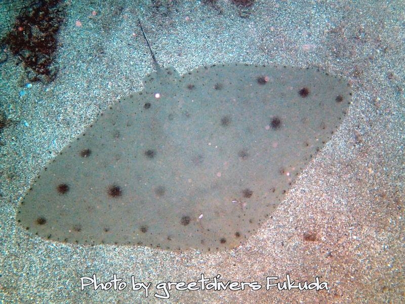 グリートダイバーズ_15