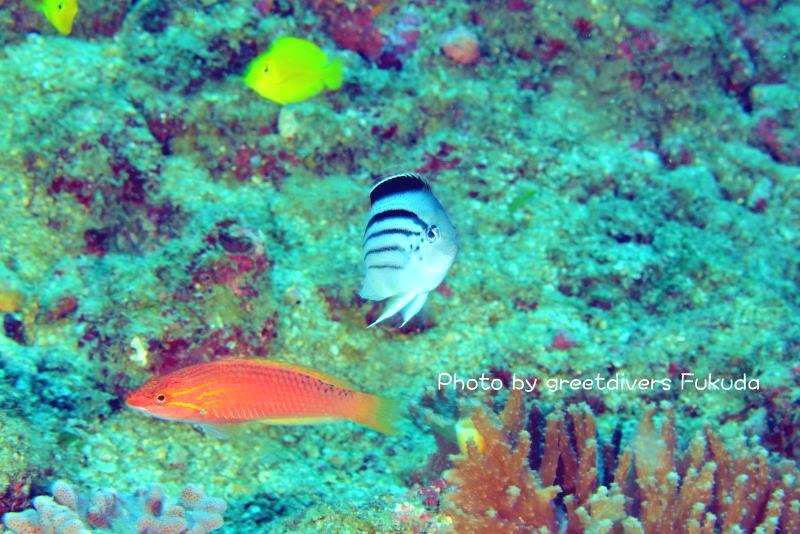 グリートダイバーズ_2