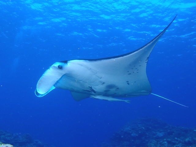 ナビィダイビング石垣島_1