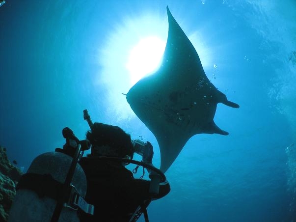 サザンダイブ石垣島_1