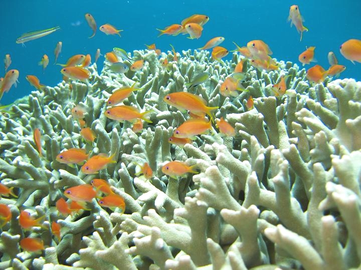 サザンダイブ石垣島_4