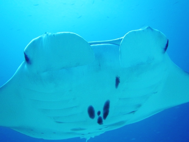 ダイバーズシエル（スキューバダイビングサービス）_1