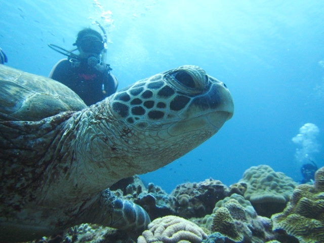 ダイバーズシエル（スキューバダイビングサービス）