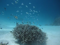 沖縄リゾート_1