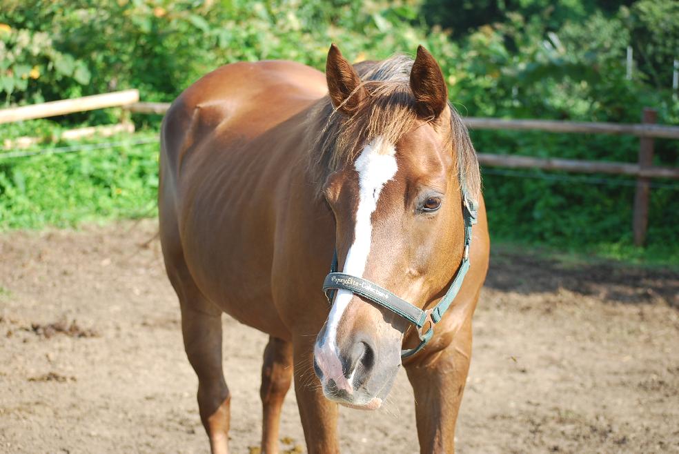 乗馬クラブ　ERDE