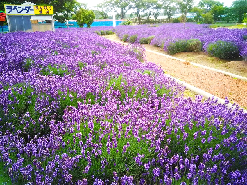 CDIキャリアスクール石巻校_73