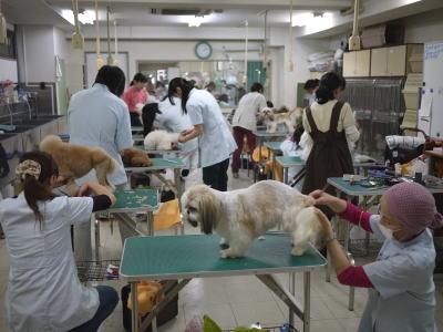 ヴィヴィッド・グルーミング・スクール