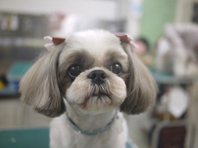 ヴィヴィッド・グルーミング・スクール_4