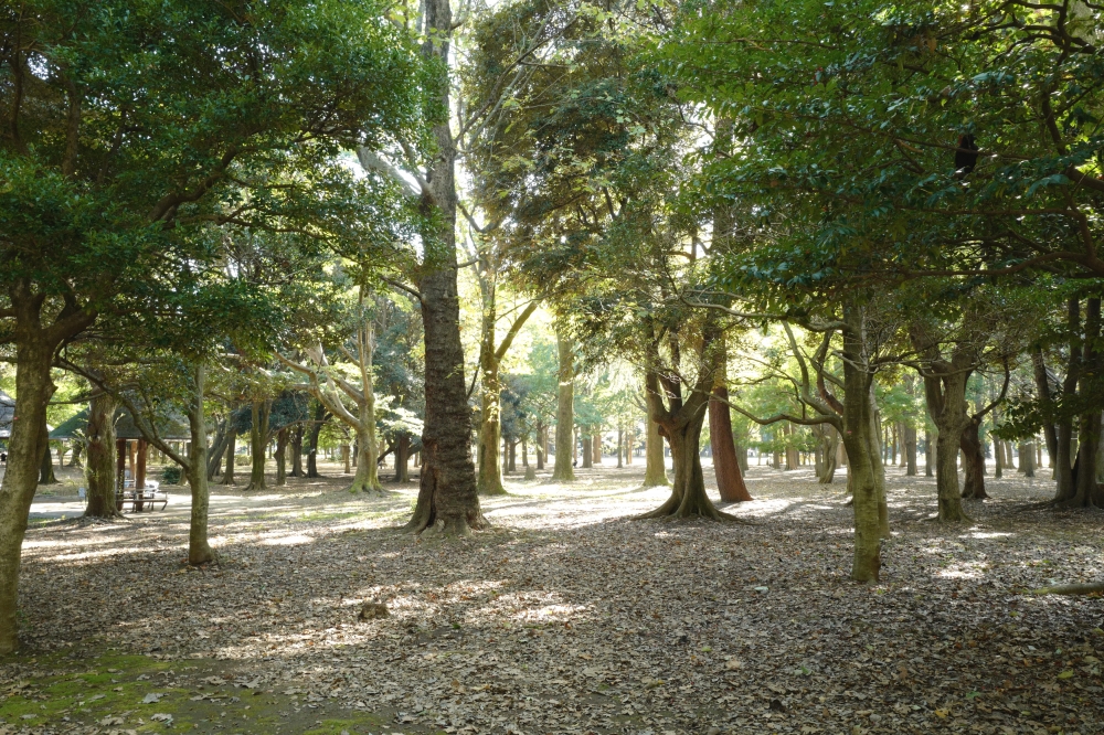 運勢鑑定洗心庵_1