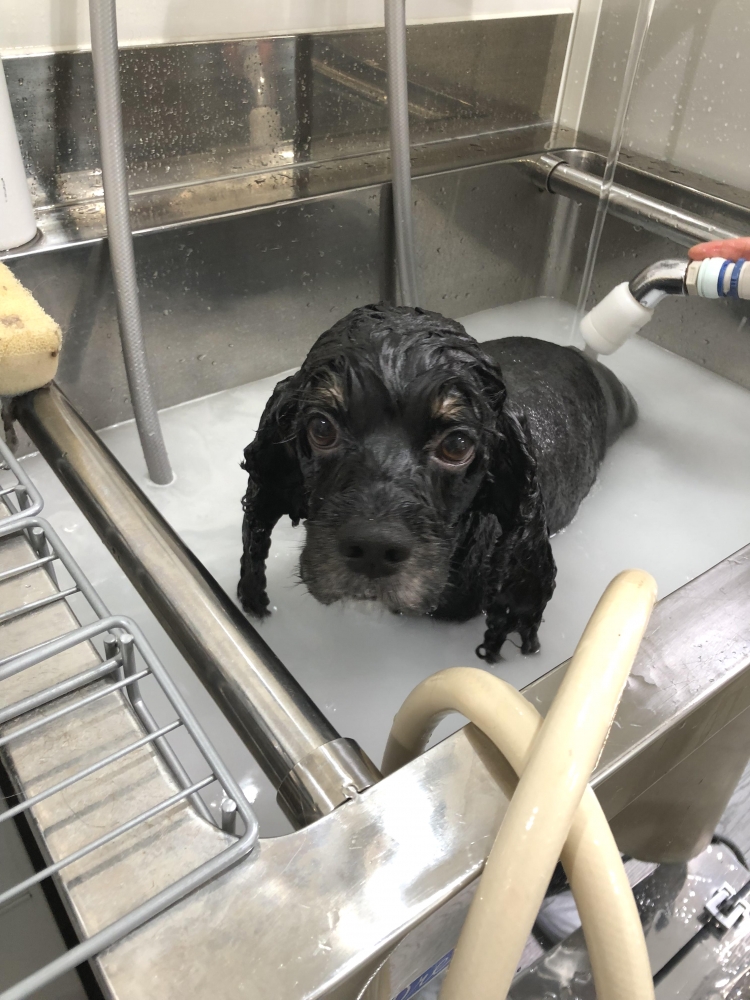 東京ペットビジネススクール_2