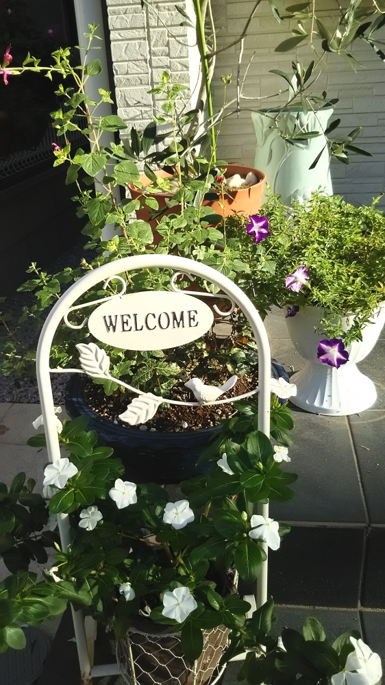 キアラ音楽教室