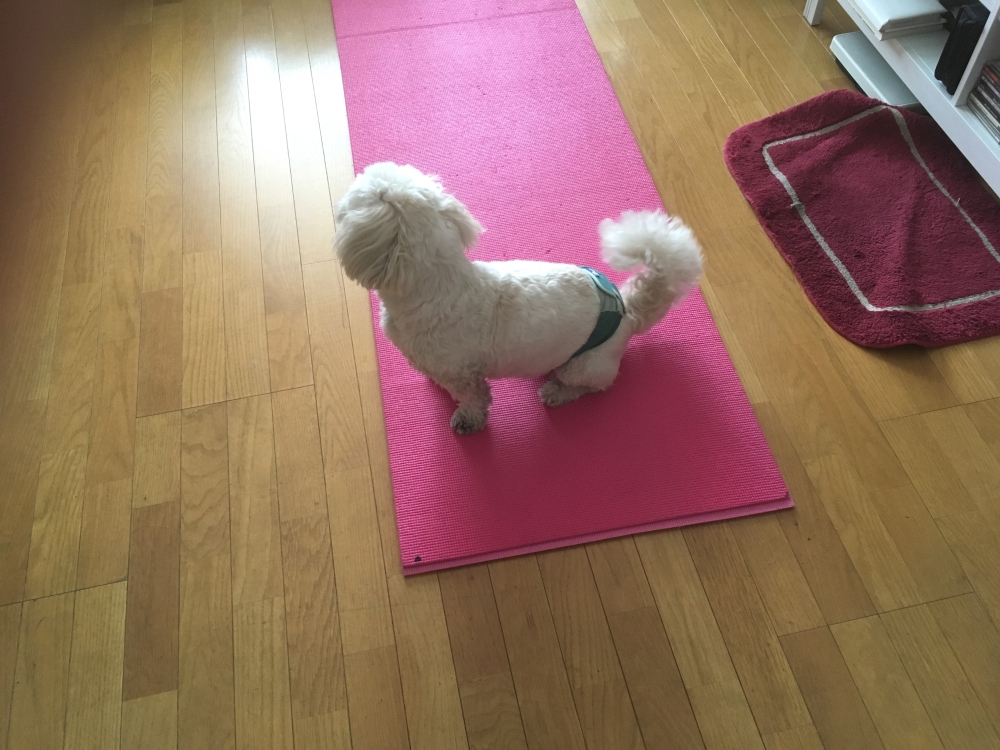 あるくヨガスタジオyoga cafe