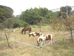 オーストリッチポニークラブ_1