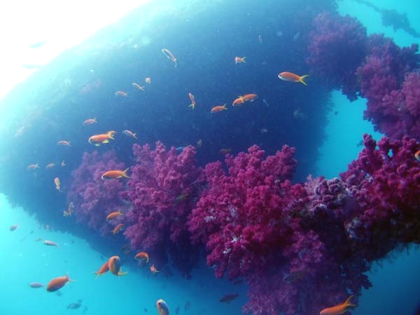 ＰＡＤＩダイビングスクールモアナエモーション_4