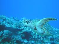 FeelOceanダイビングスクール