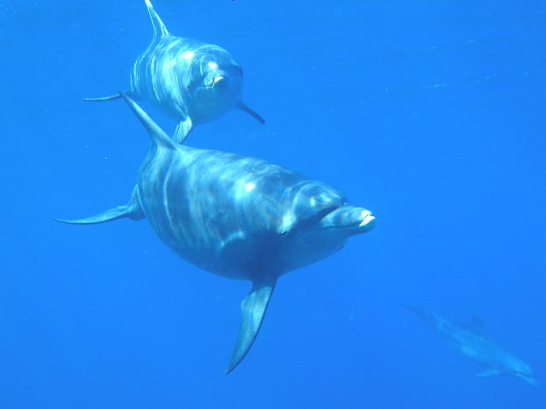 ドルフィンアイズダイビングスクール_2