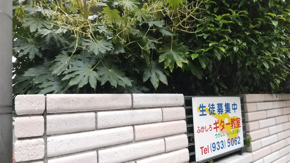 ふかしろ　ギター教室