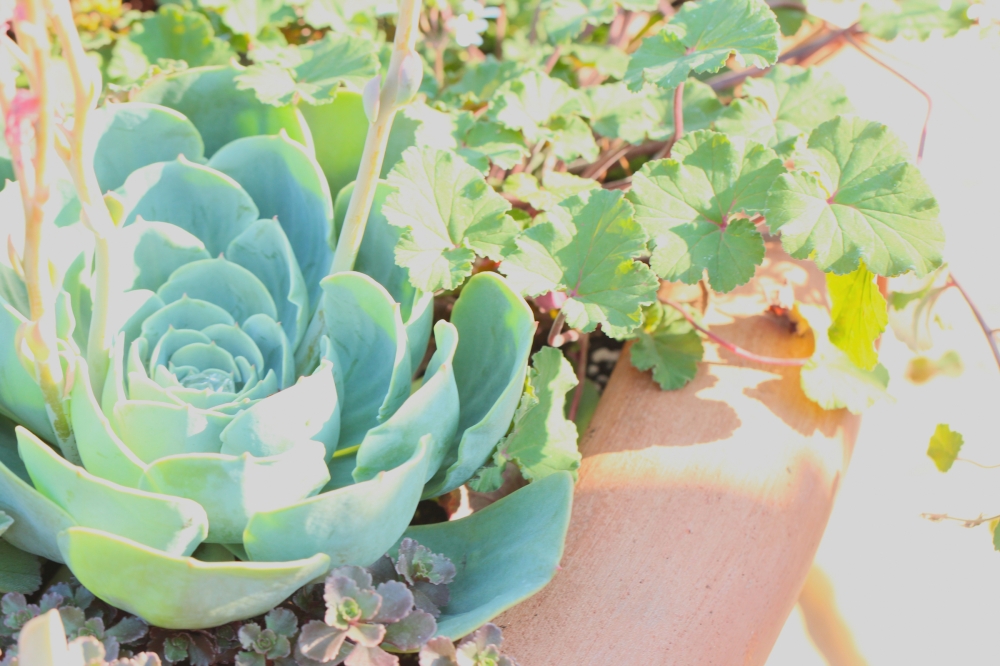 YOGA STUDIO GARDEN_1