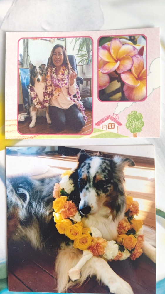 Hula Halau Plumeria ﾌﾗﾊｰﾗｳﾌﾟﾙﾒﾘｱ_1