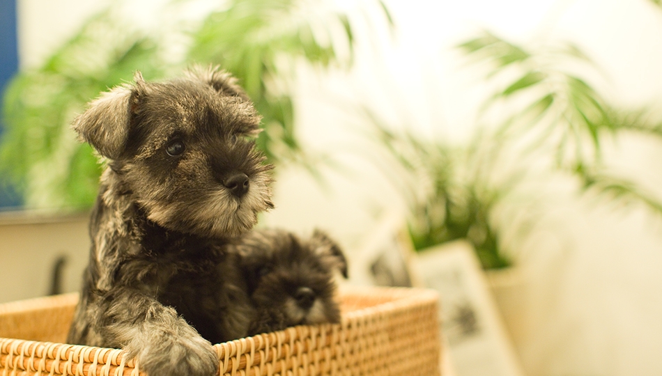 青山ケンネルスクール横浜校_2